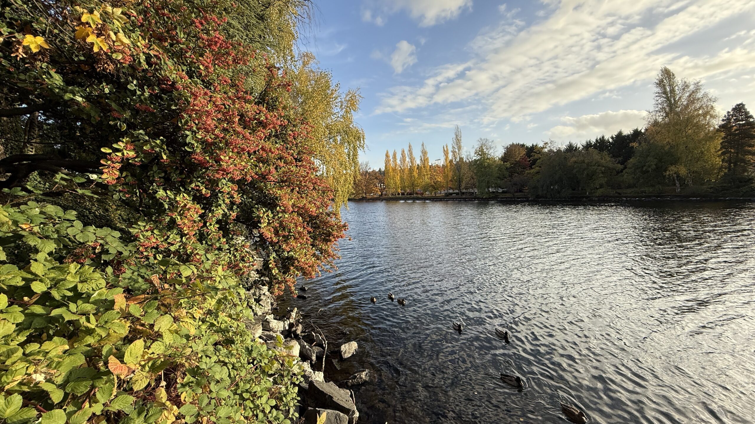 As leaves are falling, clocks are falling back