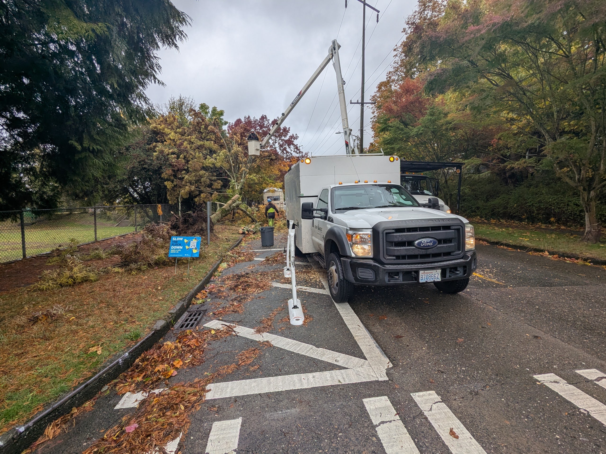 Winds bring down tree near Ross Park