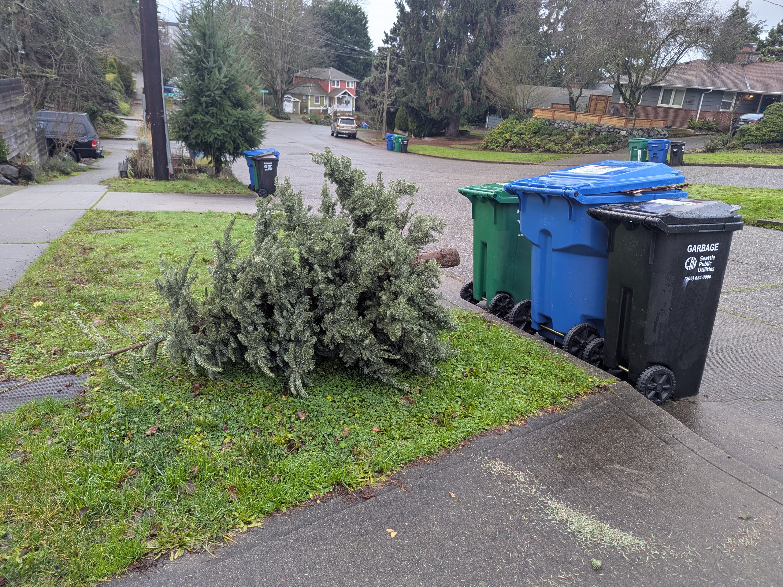 Seattle wants your dead christmas tree (in the best way possible)