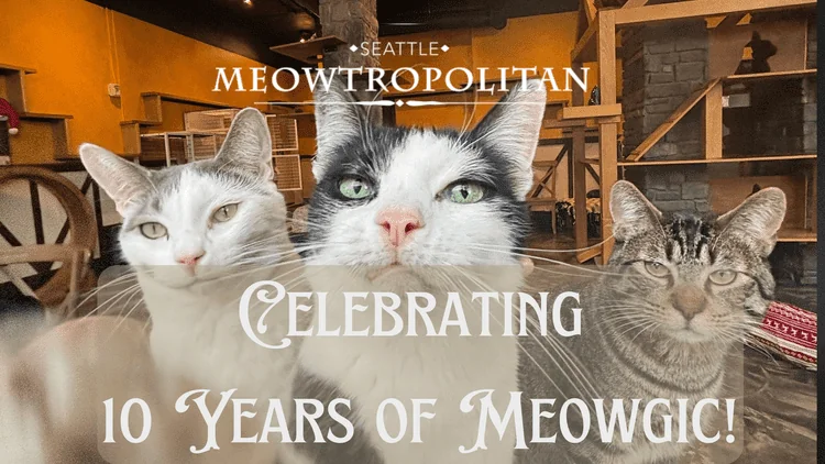 Meowtropolitan is ten years old