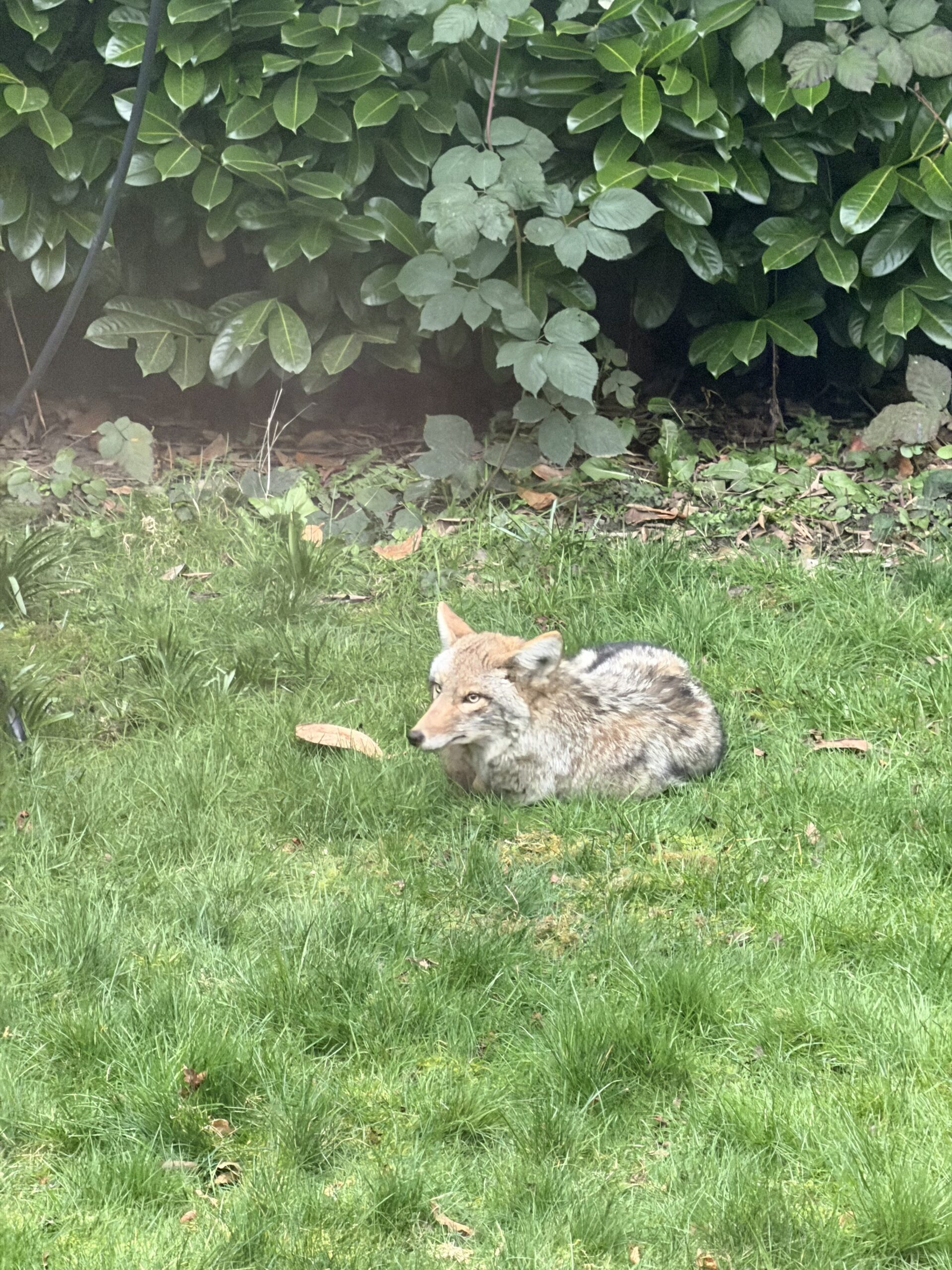 Know your neighbors: Coyotes in Fremont