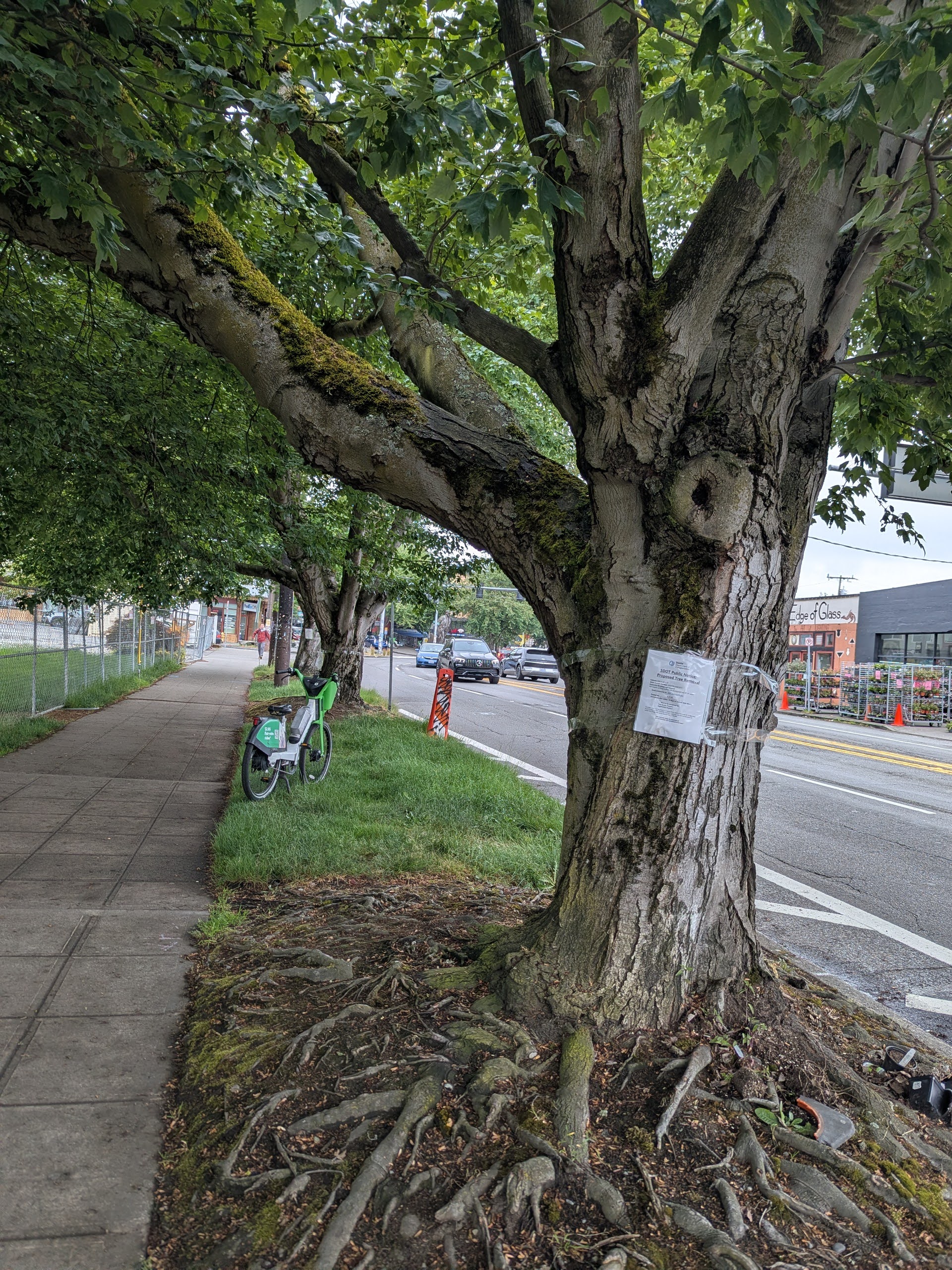 Street trees slated for removal at former funeral home site