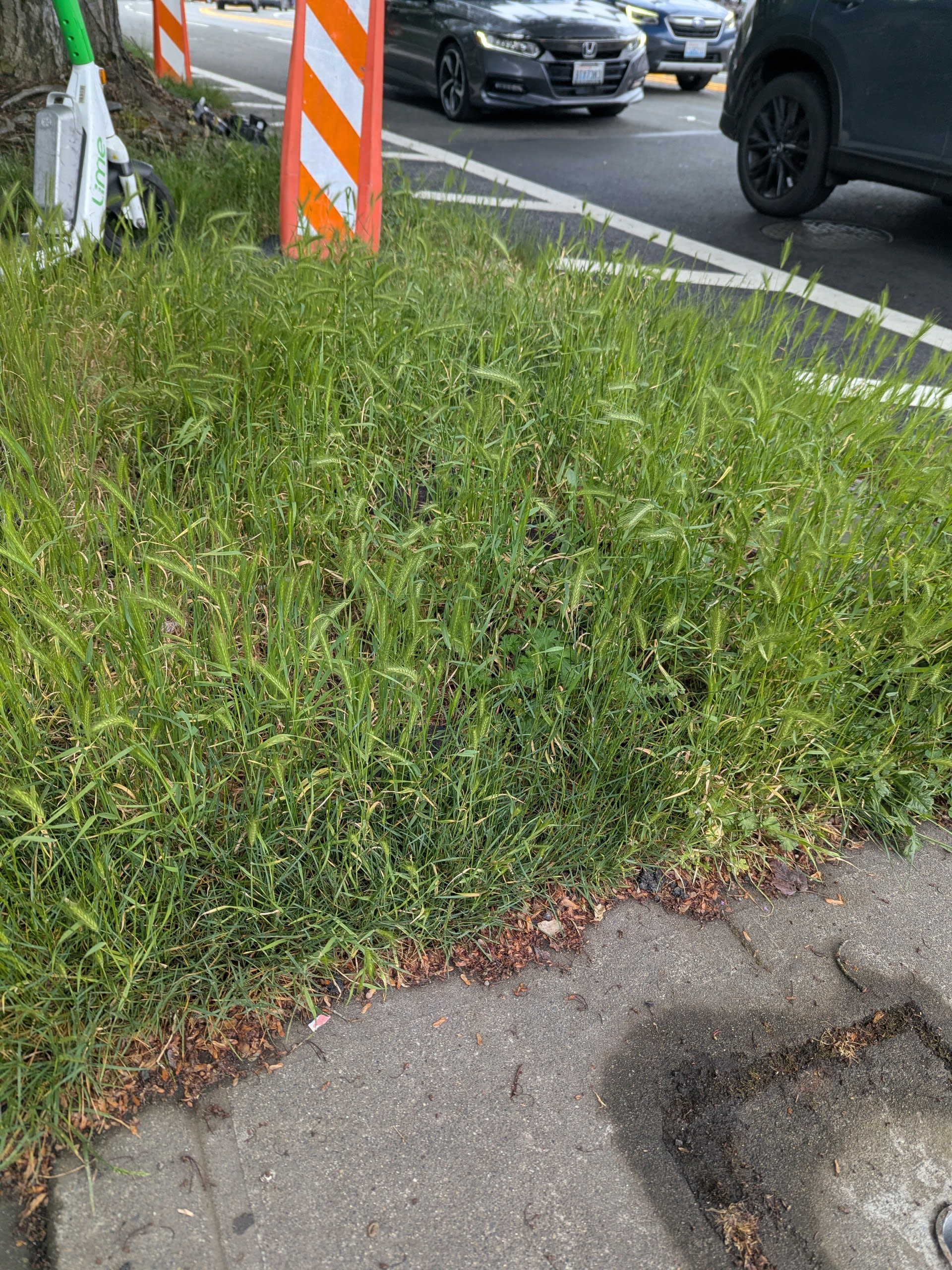 Foxtails are here and they’re all over Fremont