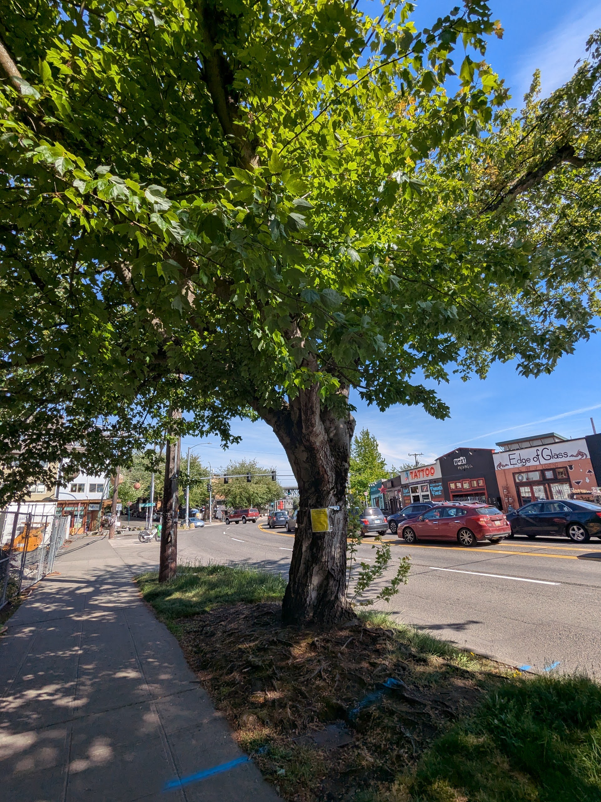 SDOT approves N 36th Street tree removal; advocacy group challenges decision