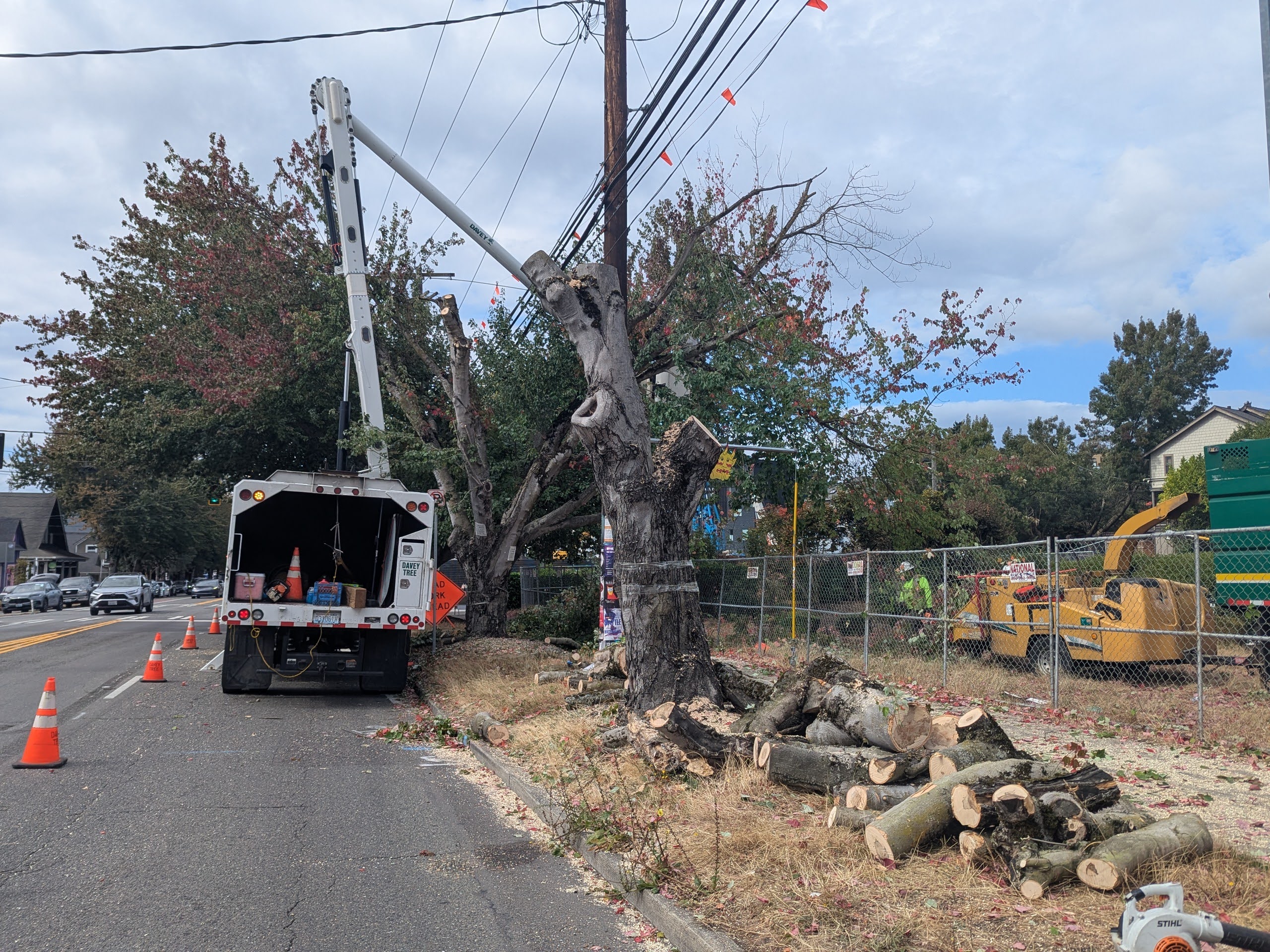 Solstice Trees coming down after SDOT upholds removal decision